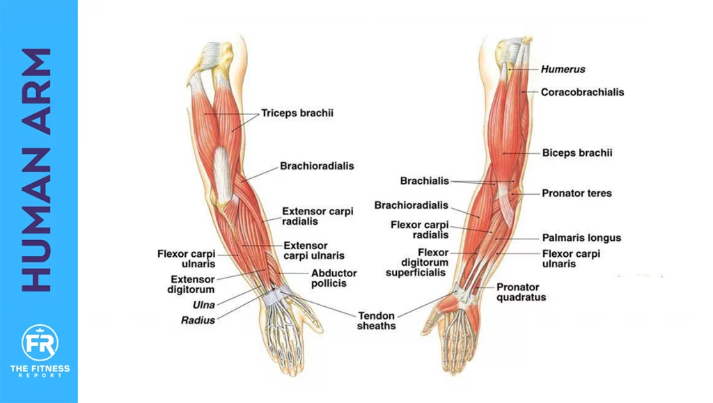 Repost 💪🏼 Do this for thicker arms. Brachialis and